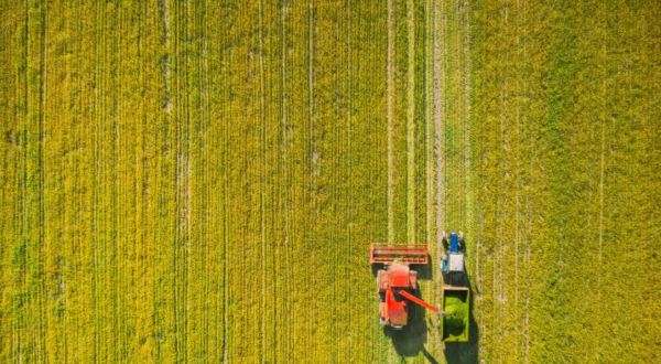 field